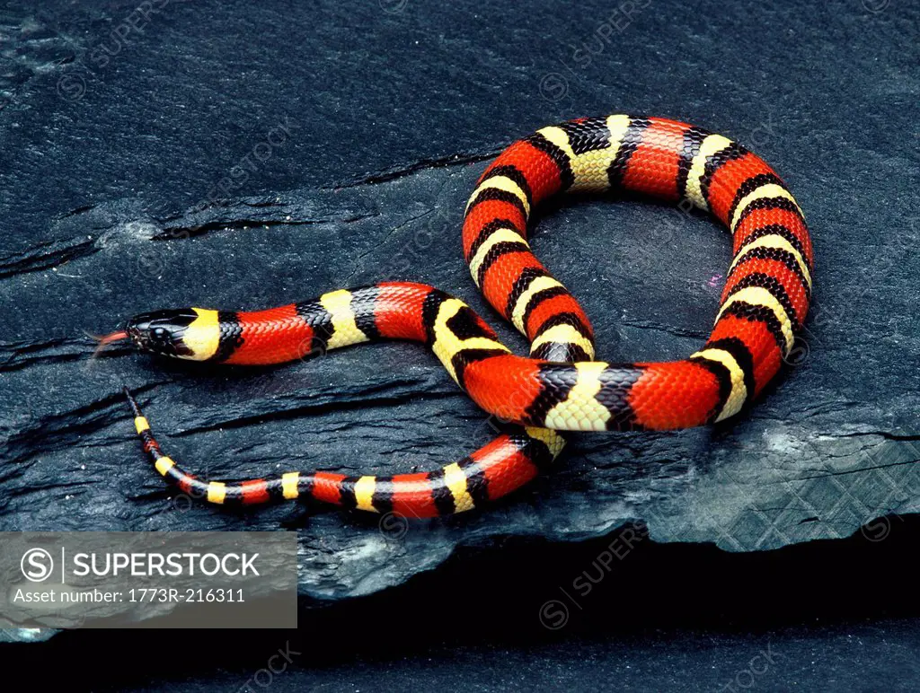 Pueblan Milk Snake (Lampropeltis triangulum campbelli)