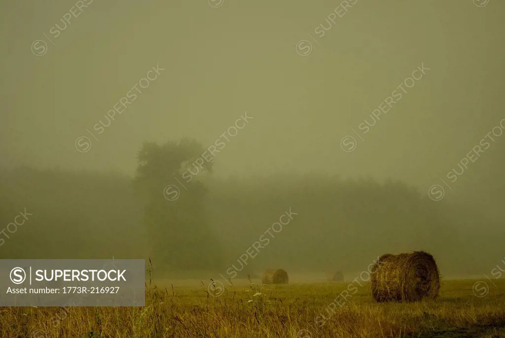 Field of haystacks on overcast day