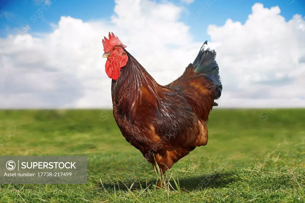 Portrait of free range chicken in field