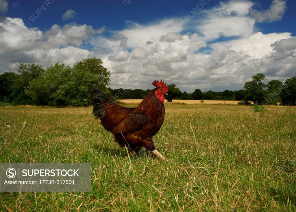 Free range chicken walking in field