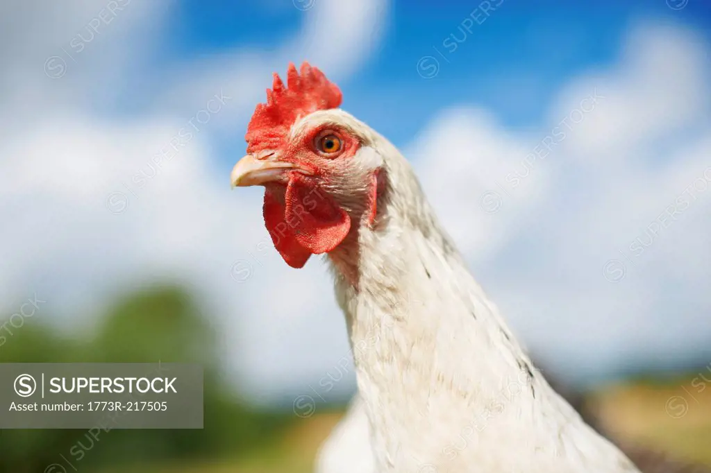 Close up portrait of white free range chicken in field