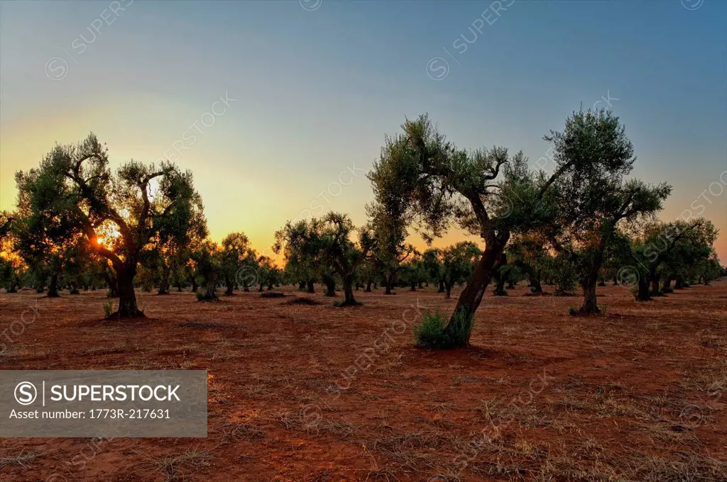 Olive grove, Veglie, Lecce, Puglia, Italy