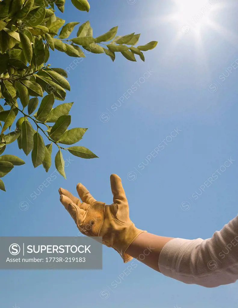 Hand wearing rubber glove reaching out to tree foliage