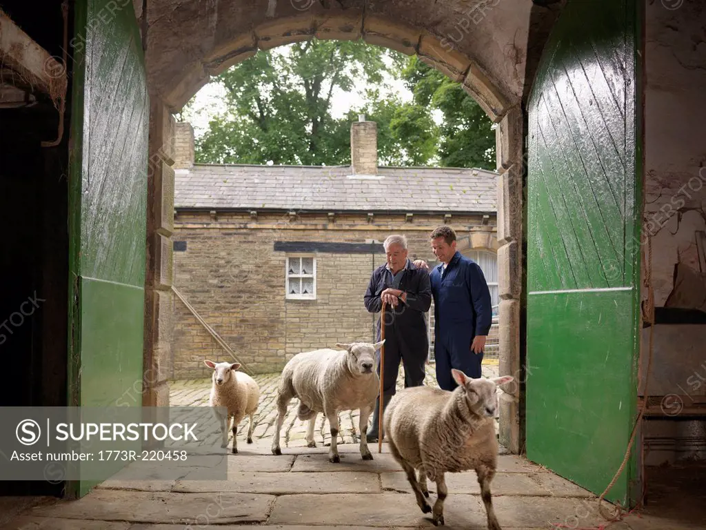 Farmer and son watching sheep enter old barn