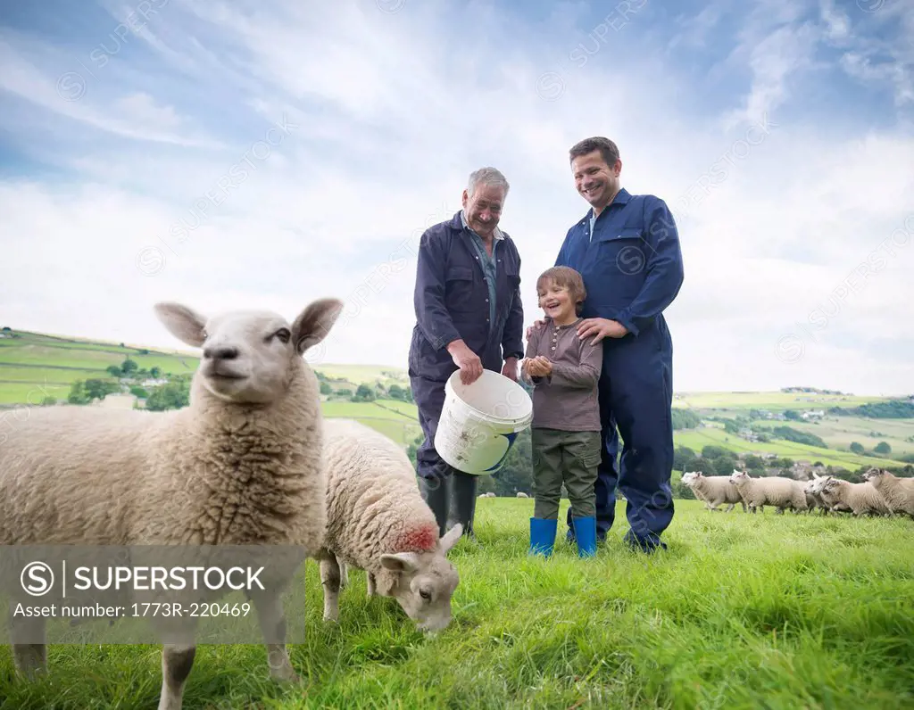 Mature farmer, adult son and grandson feeding sheep in field