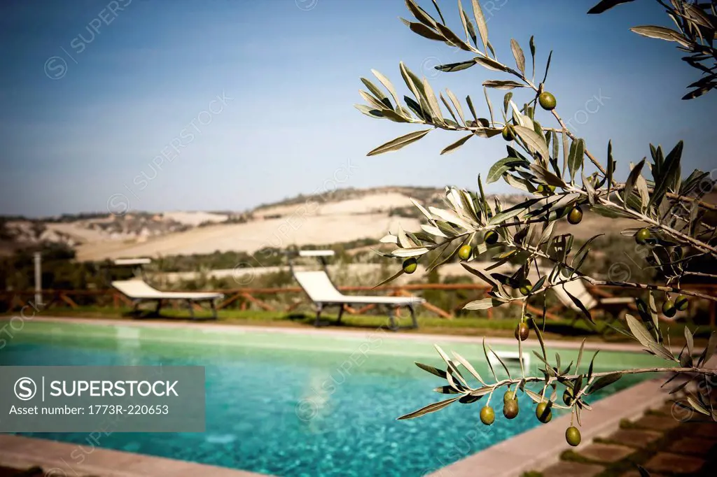 Olive tree and swimming pool, Siena, Valle Orcia, Tuscany, Italy