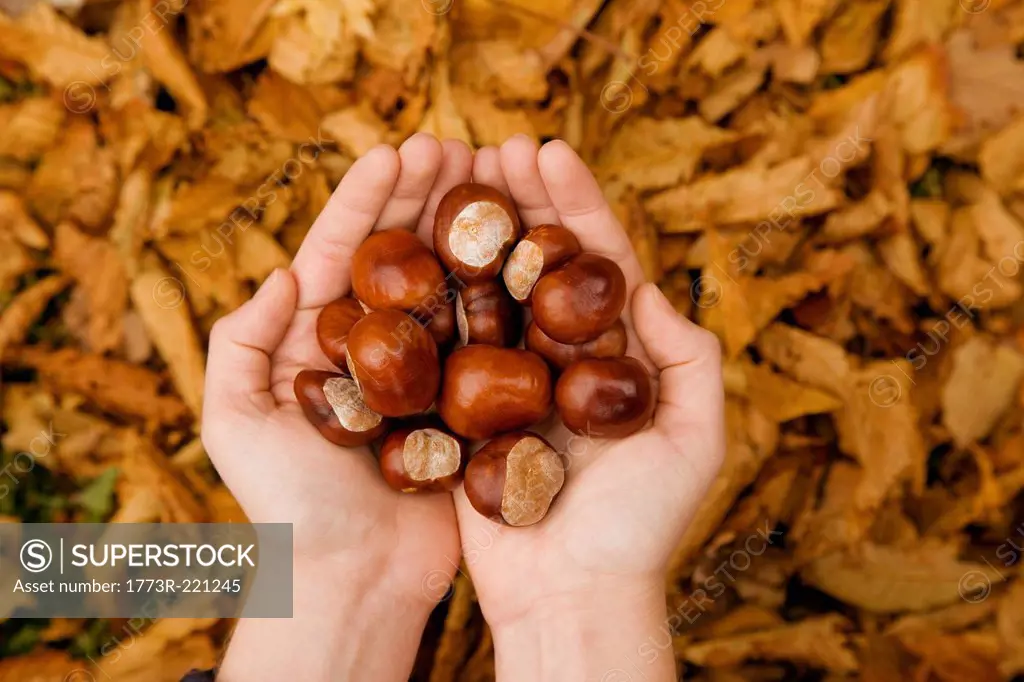 Close up of female hands in autumn park holding conkers