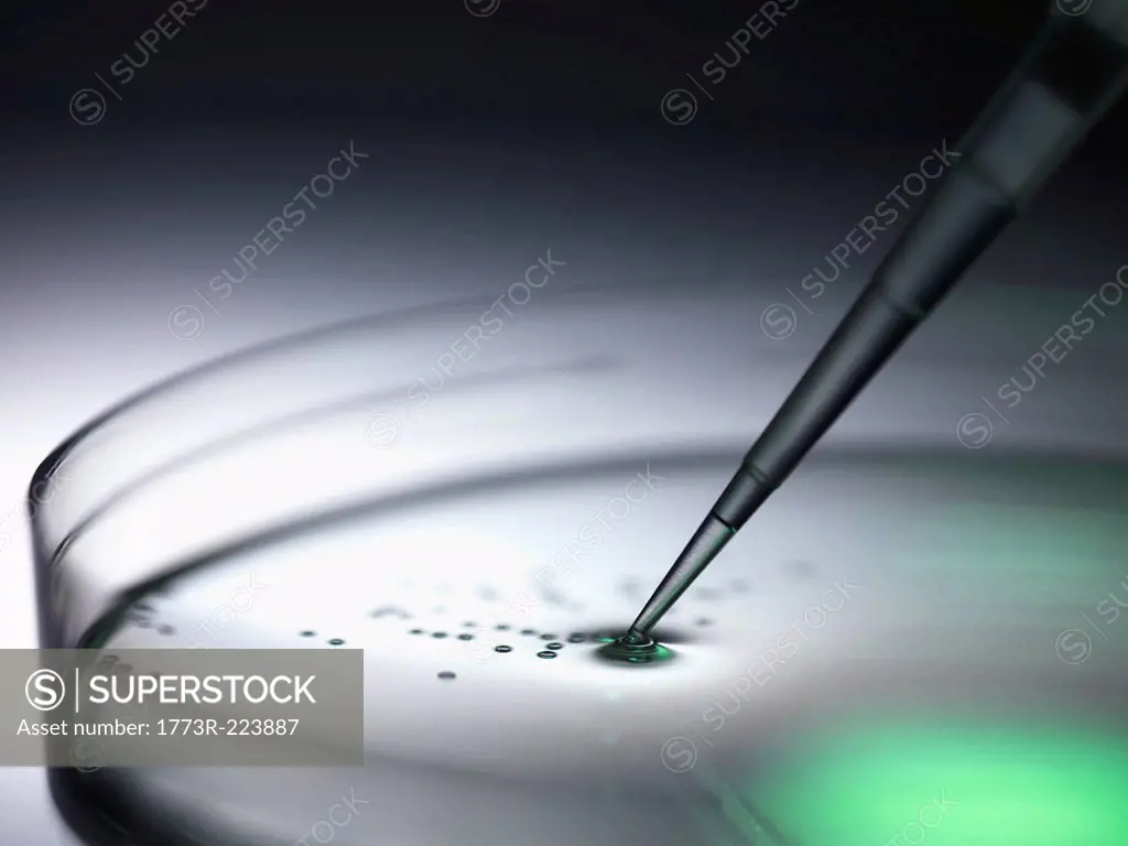 Pipetting samples into petri dish used in dna, stem cell, biomedical, biotechnology and pharma research