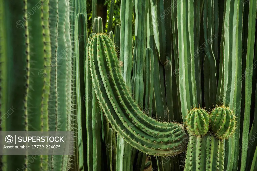 Cacti, close up