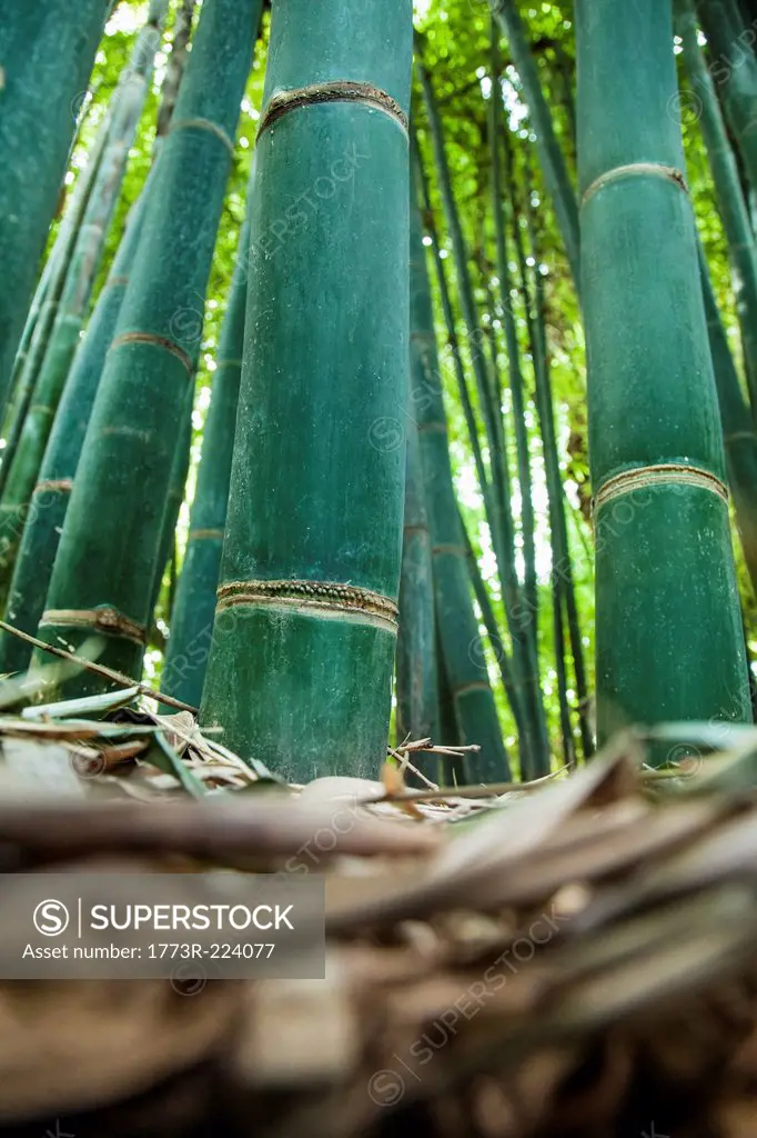 Bamboo, surface view