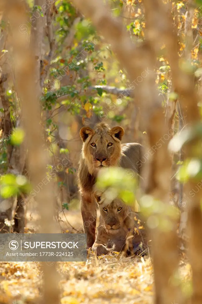 Lions, Mana Pools national park, Zimbabwe, Africa