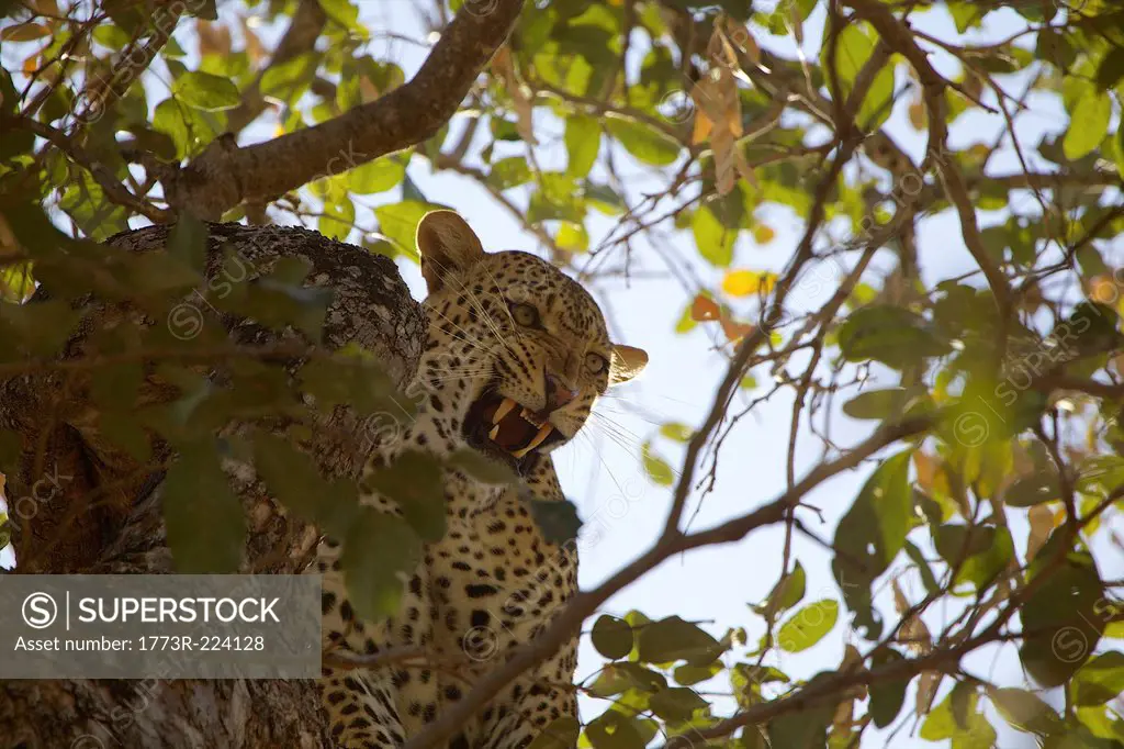 Male leopard in tree, Mana Pools national park, Zimbabwe, Africa