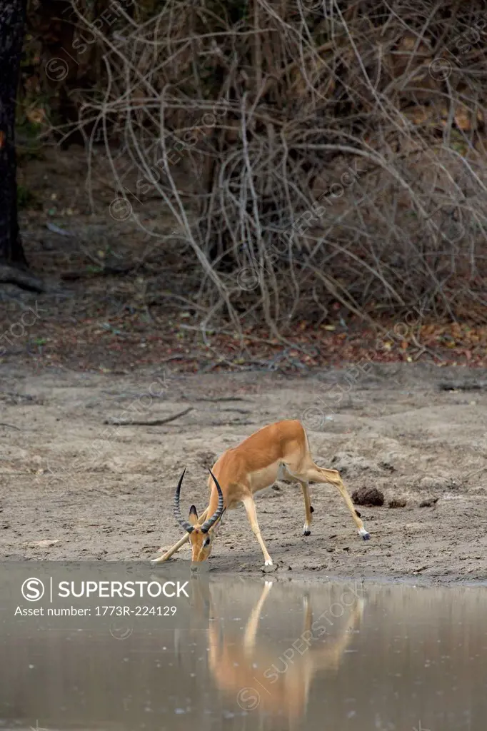 Male impala at waterhole, Mana Pools national park, Zimbabwe, Africa