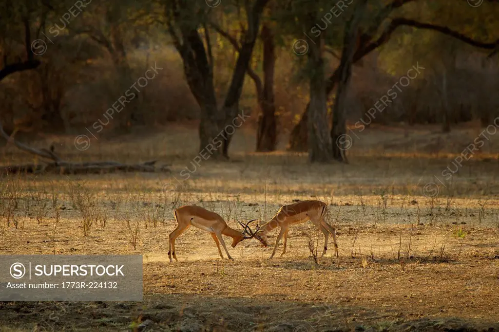 Male impala fighting, Mana Pools national park, Zimbabwe, Africa