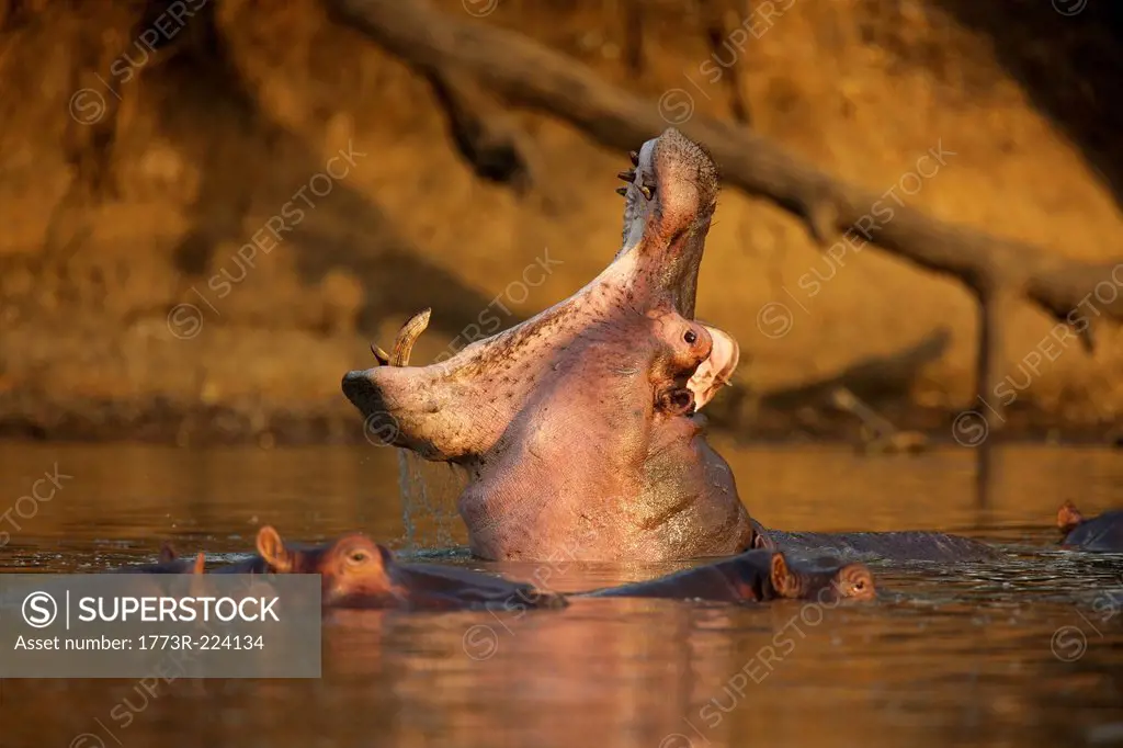Hippopotamus yawning in waterhole, Zimbabwe, Africa