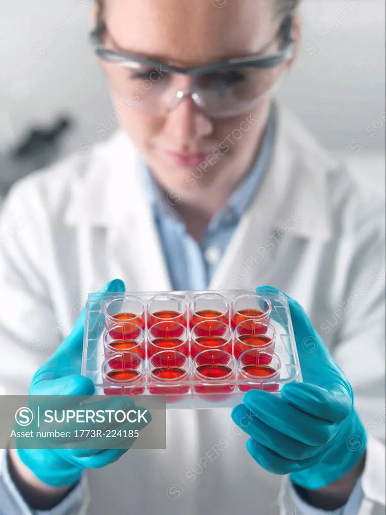 Female scientist examining stem cell cultures in laboratory
