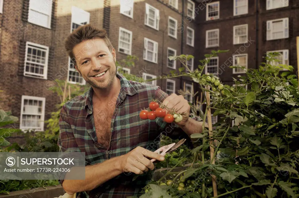 Mid adult man harvesting tomatoes on council estate allotment