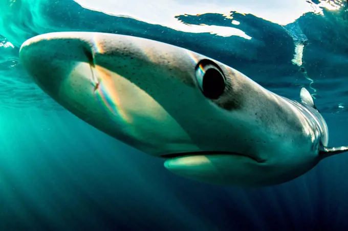 Blue sharks (Prionace glauca), swimming underwater, close-up, Baltimore, County Cork, Ireland