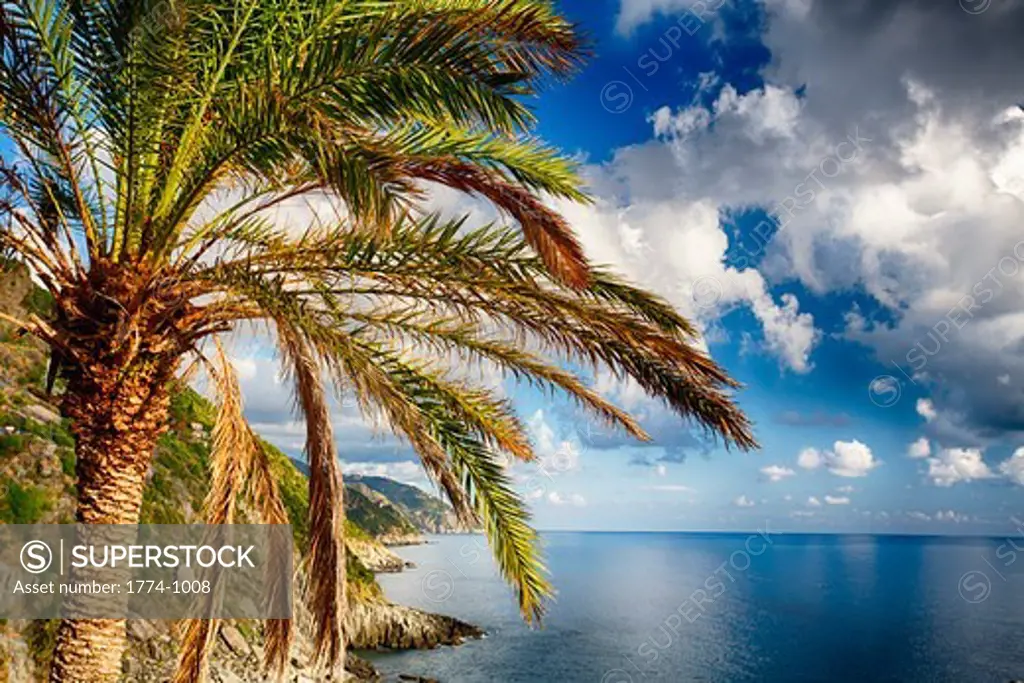 Italy, Liguria, Cinque Terre, Vernazza, Palm tree on coastal hill