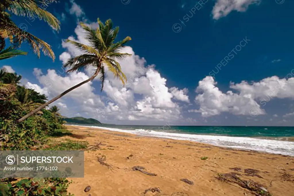 Palm trees on the beach, Maunabo Beach, Puerto Rico