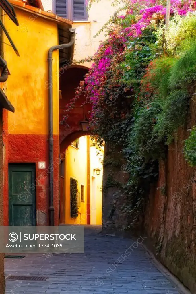 Italy, Liguria, Portofino, Colorful alley with bougainvillea flowers