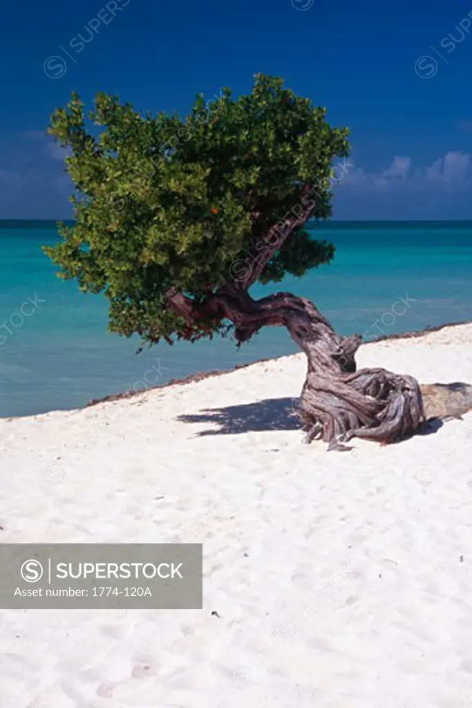 Divi Divi tree on the beach, Eagle Beach, Aruba