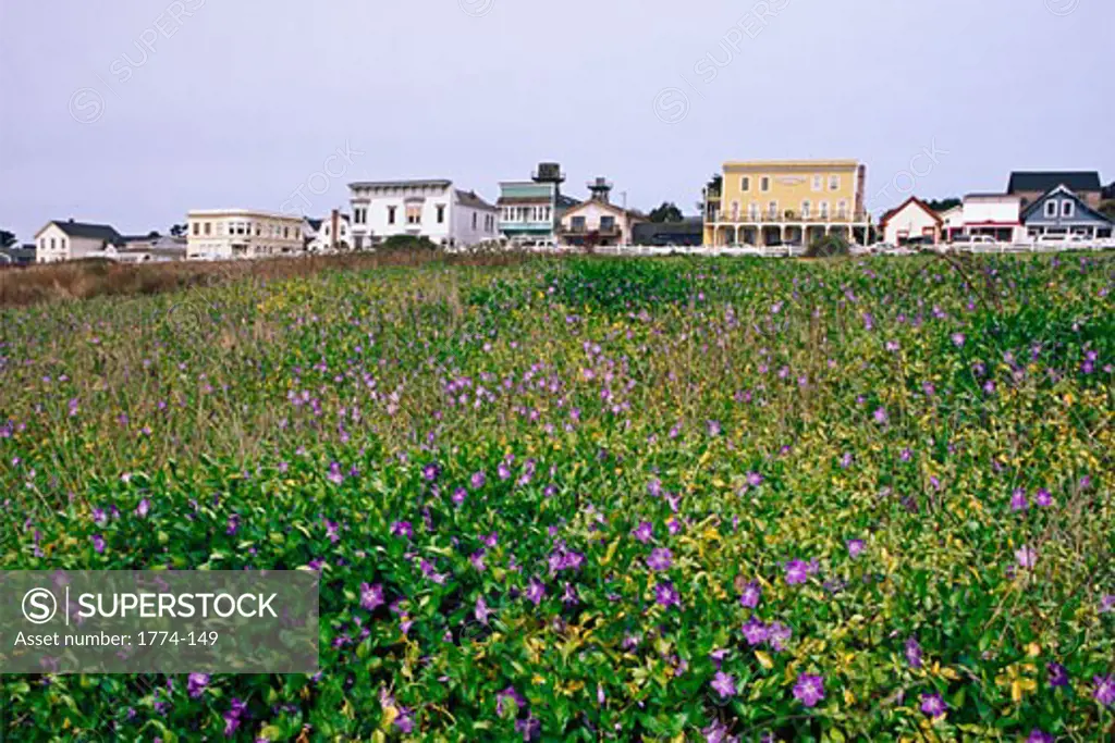 Houses of Mendocino with Blloming Spring Meadow, California, USA