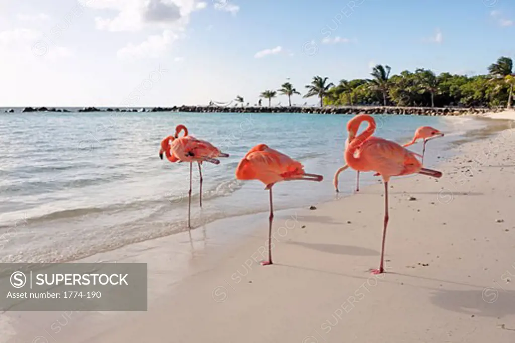 Flock of Flamingoes on a Tropical Beach, Renaissance Island,Aruba, Dutch Antilles 