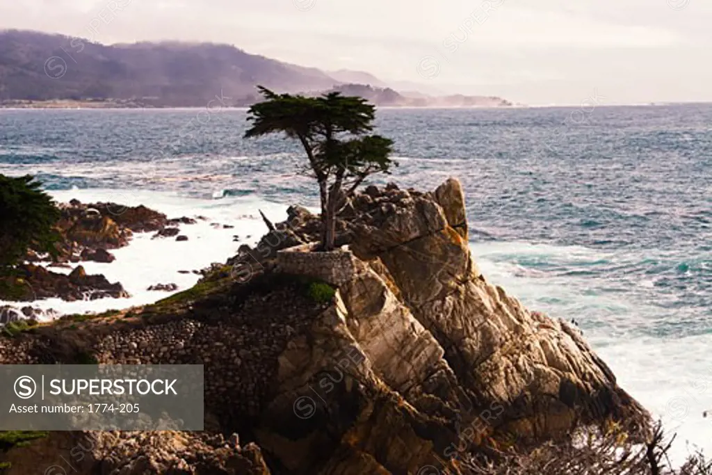 Coastal View of a Lone Cypress Tree, Seventeen Mile Drive, Monterey Peninsula, California, USA 