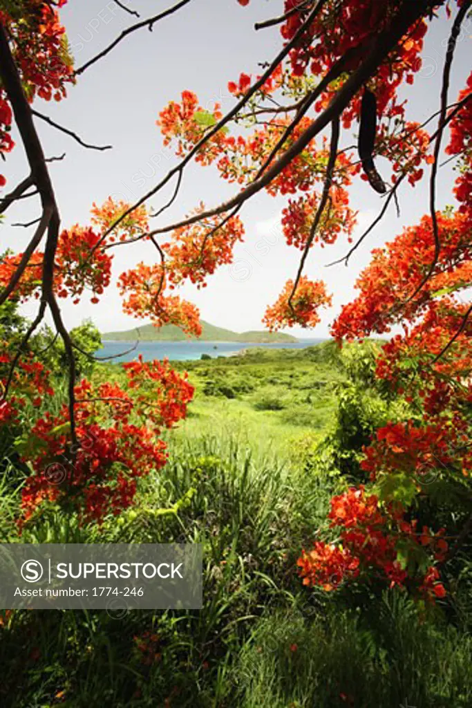 Flowers on a tree with a bay in the background, Tamarind Bay, Culebra, Puerto Rico