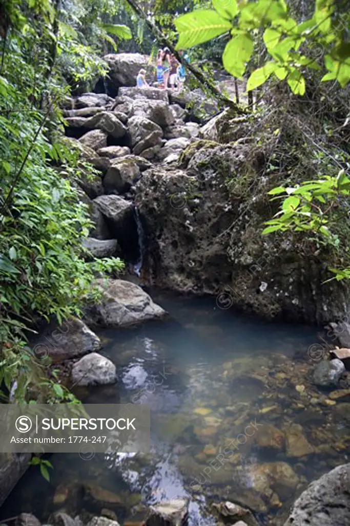 Creek in a rain forest, Palo Colorado Forest, El Yunque, Caribbean National Forest, Puerto Rico