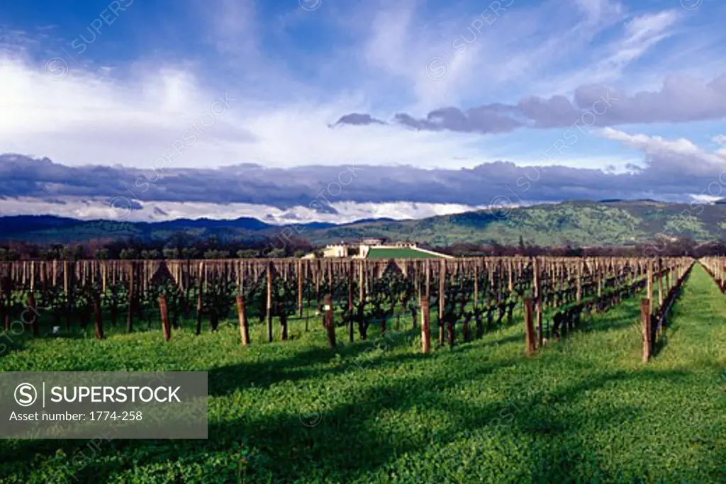 USA, California, Napa Valley, Oakville, Opus One Winery, wide angle view of vineyard
