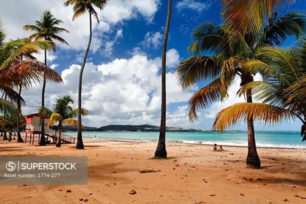 View of a Palm Covered Beach, Luquillo Beach, Puerto Rico