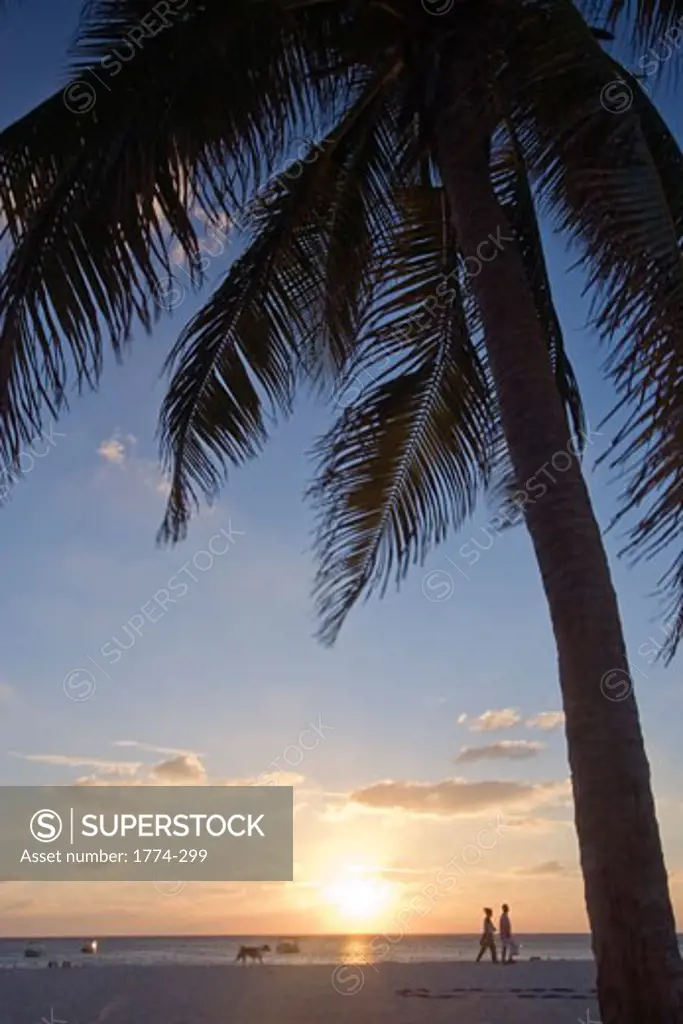Silhouette of a palm tree on the beach, Seven Mile Beach, Grand Cayman, Cayman Islands