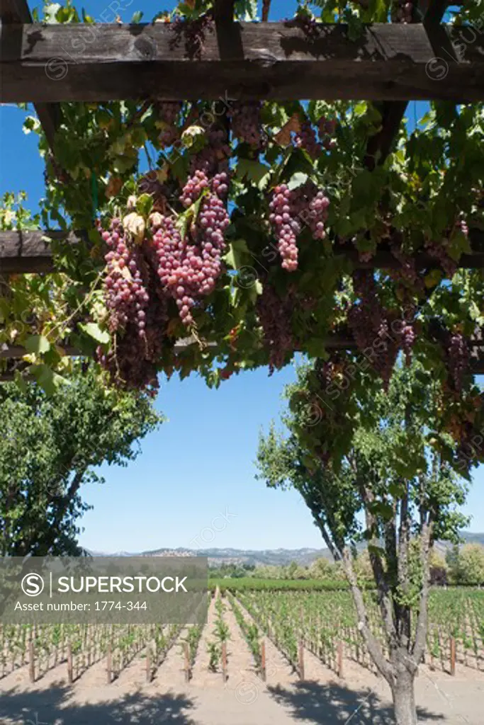 Grapes ona a Trellis, Rutherford, Napa Valley, California, USA