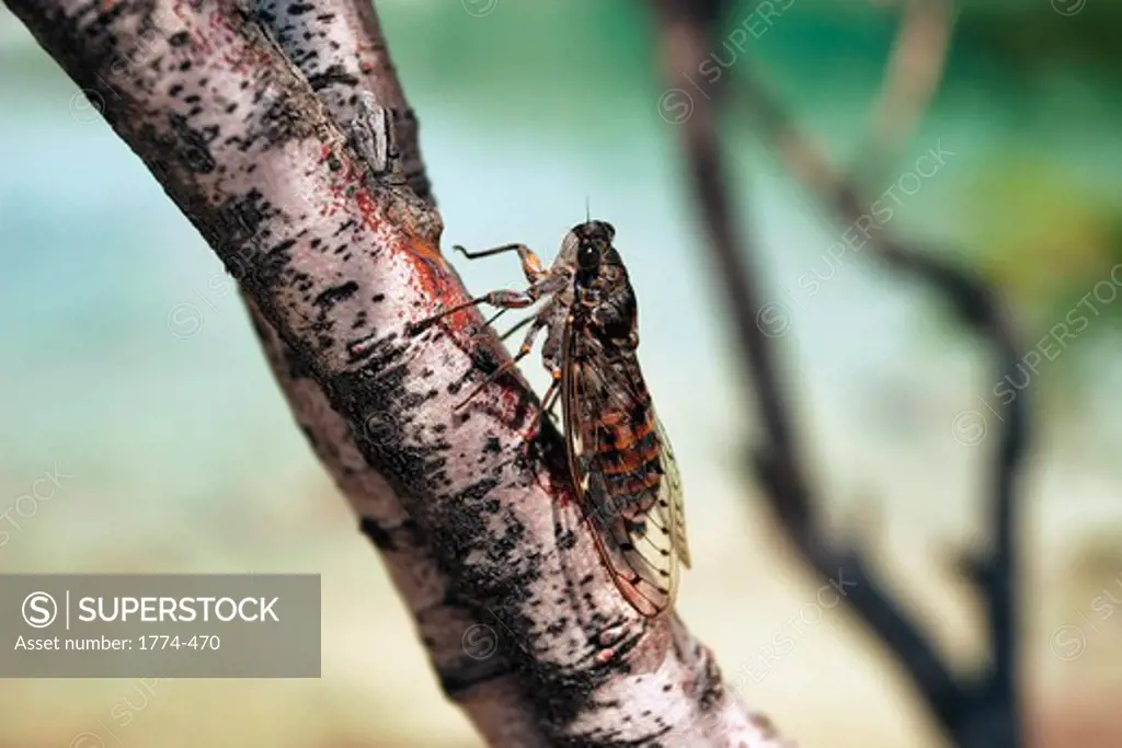 Cicada on a cypress tree branch, Croatia