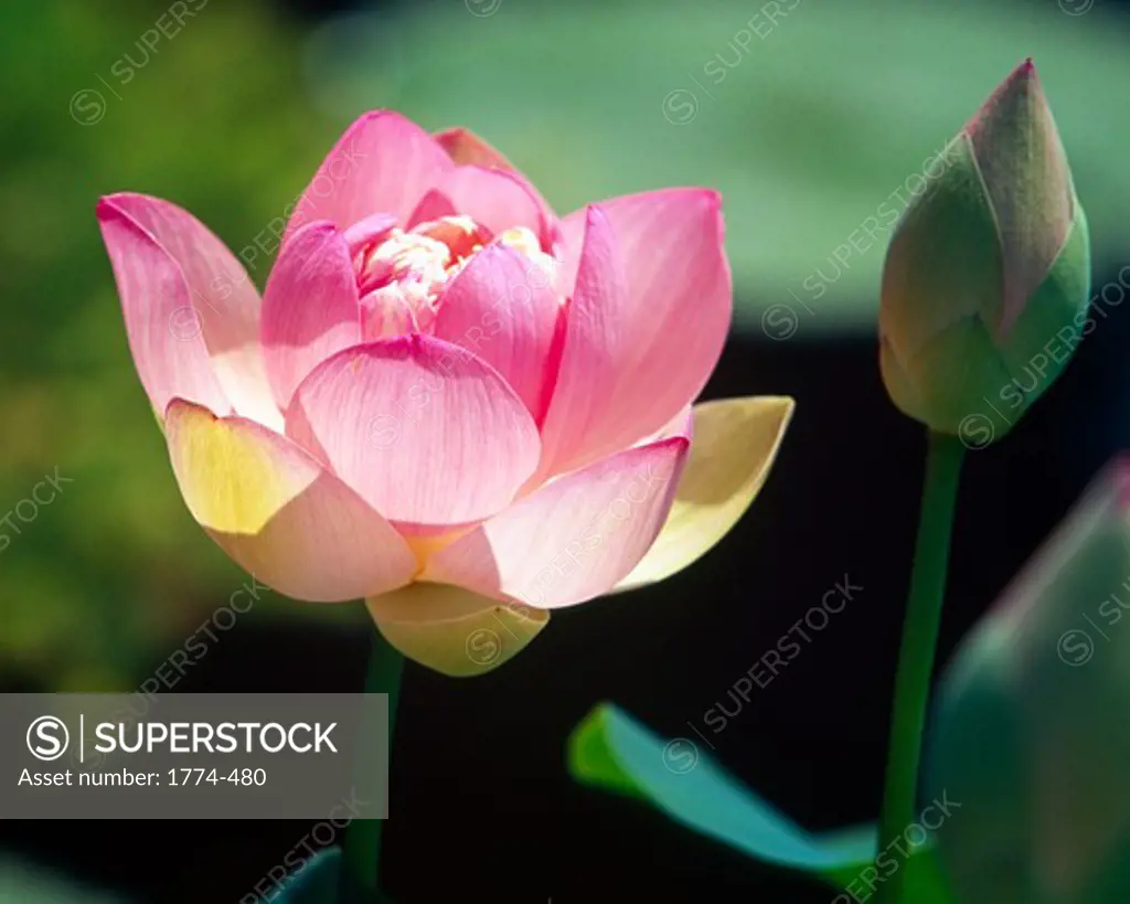 Sacred Lotus (Nelumbo nucifera) flower with a bud