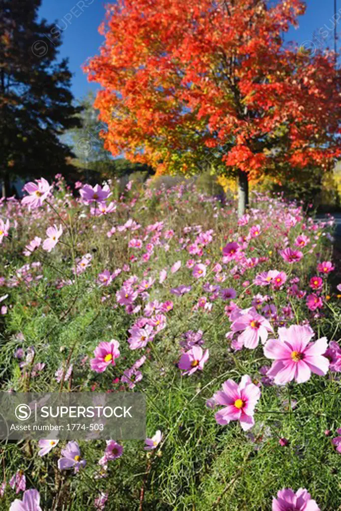 Autumn wildflowers in a meadow, Tewksbury, New Jersey, USA