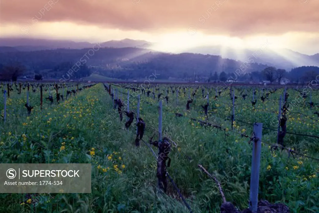 Sunset over a vineyard, Napa County, Oakville, California, USA