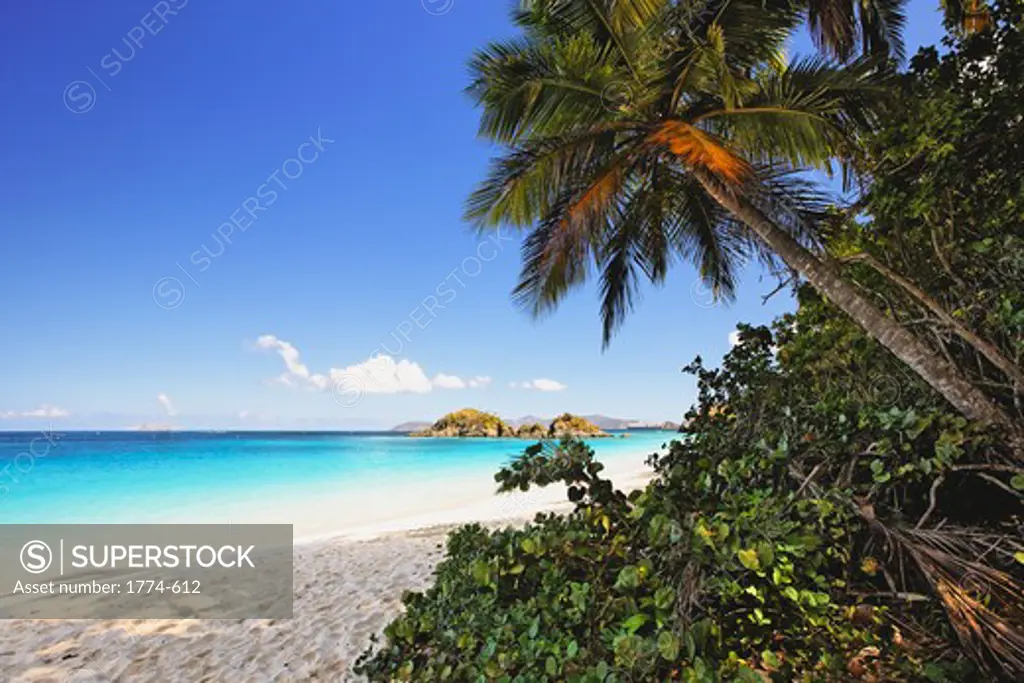 USA, Virgin Islands, St John, Trunk Bay, Palm shaded Caribbean Beach