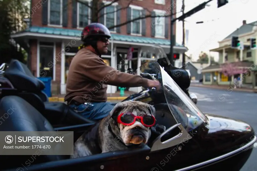 Dog in a sidecar wearing goggles, New Hope, Bucks County, Pennsylvania, USA