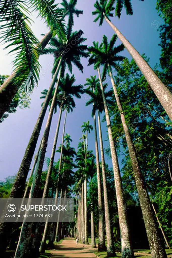 Brazil, Rio de Janeiro, Jardim Botanical Garden, Walking Path with Palm Trees