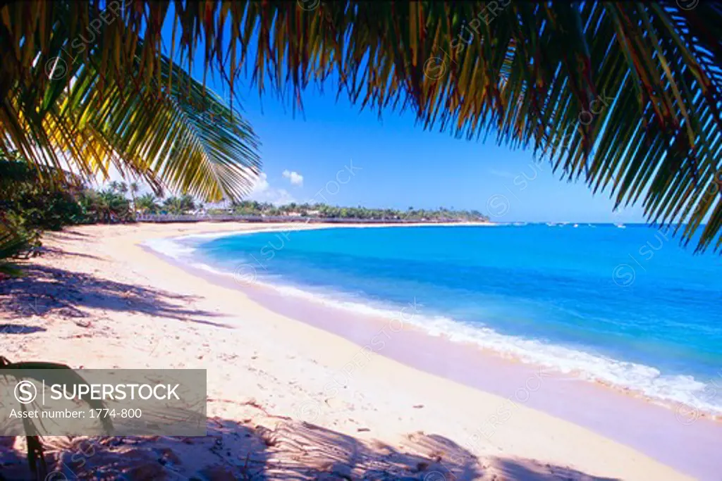Puerto Rico, Pinones, Beach View Under Palm Tree