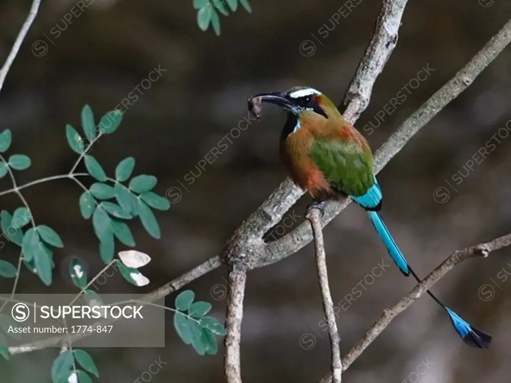 Turquoise-Browed Motmot (Eumomota superciliosa) on a tree branch with holding a worm, Yucatan, Mexico