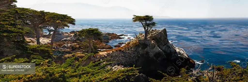Cypress trees on the beach, Pebble Beach, Monterey Peninsula, California, USA