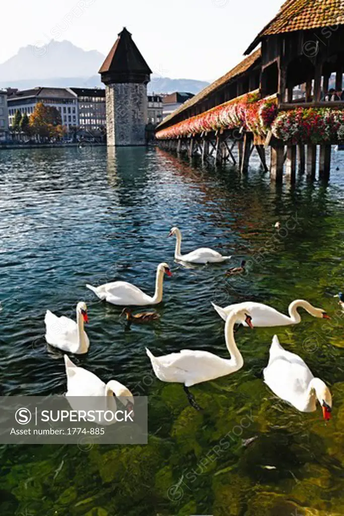 Group of swans swimming on the Reuss River at the Chapel Bridge, Lucerne, Switzerland