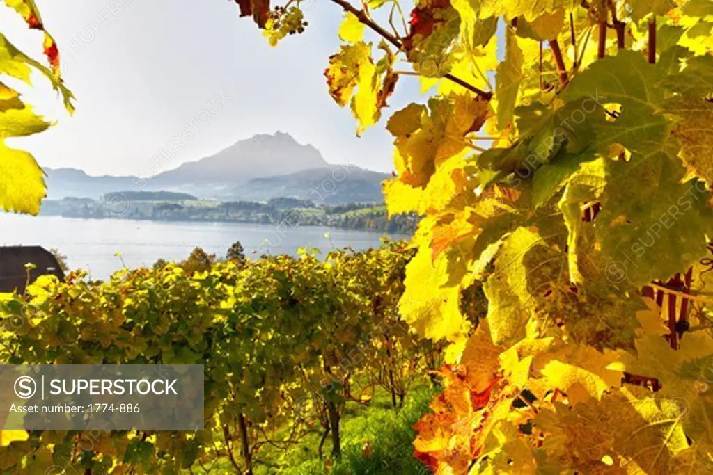 View of the Lake Lucerne from a vineyard, Meggen, Switzerland