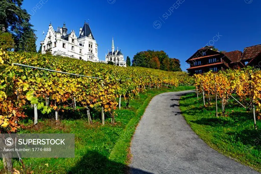 Vineyard at the Meggenhorn Castle, Meggen, Lake Lucerne, Switzerland