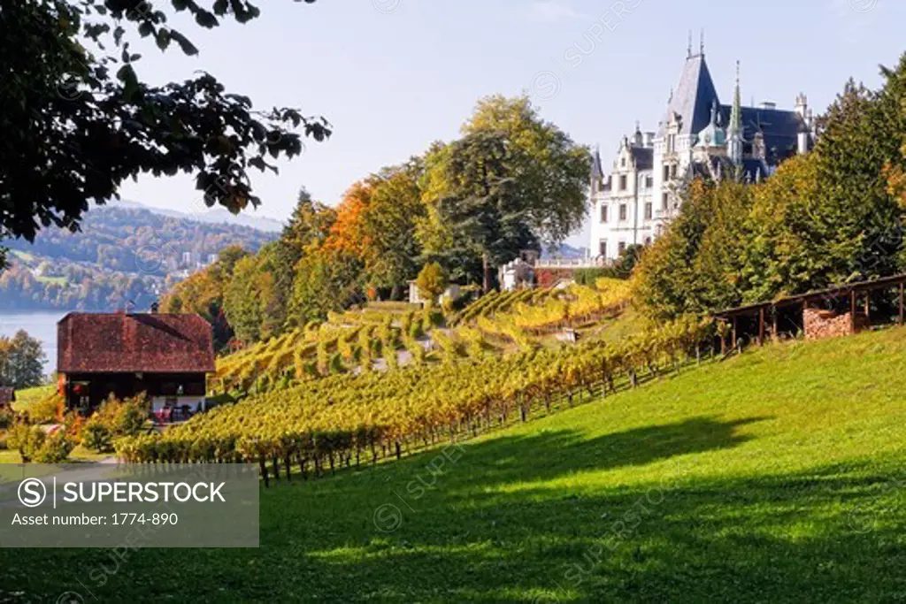 Vineyard at the Meggenhorn Castle, Meggen, Lake Lucerne, Switzerland