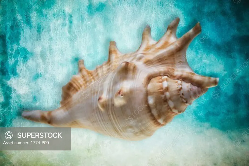 Conch Shell on textured aqua